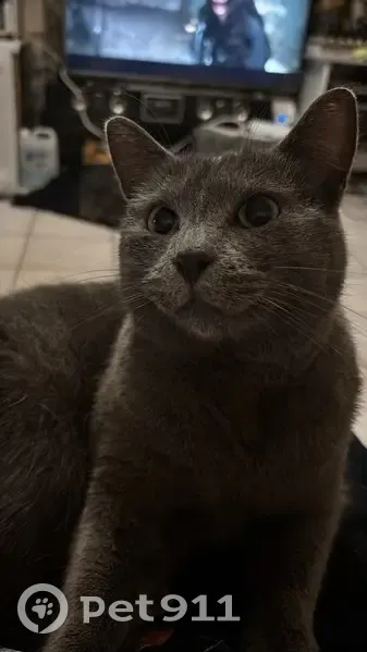 Chat gris perdu à Paimbœuf, quai Gautreau - photo