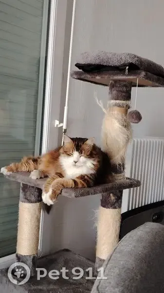 Chatte perdue à Orléans, allée de Candolle - photo