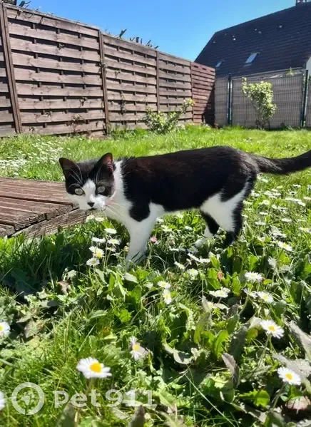 Chat perdue, collier rose, Montmarault - photo