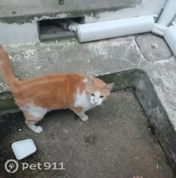 Chat trouvé à Angers, très affectueux - photo