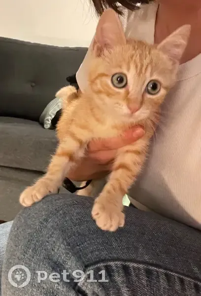Chaton rousse câline trouvé à Veigné - photo