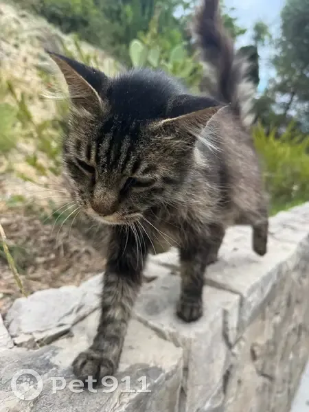 Chat poil long trouvé à Saint-André - photo