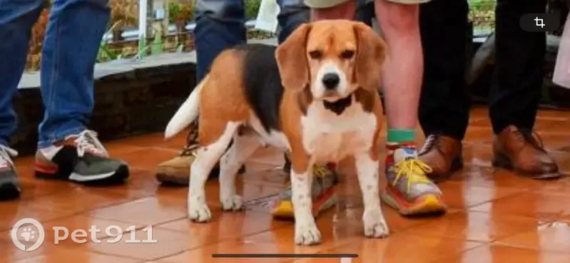 Beagle tricolore perdue à Saint-Hilaire - photo