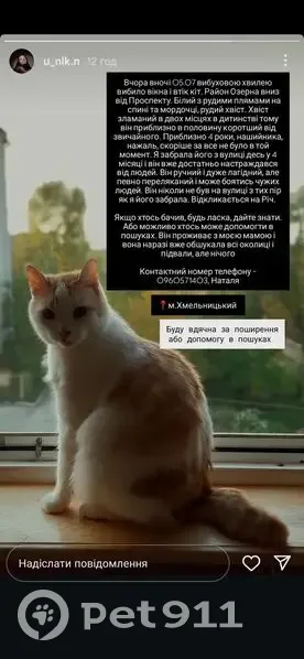 Зникла кішка: вулиця Панаса Мирного, Хмельницький - photo