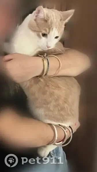 Chat perdu : Tilly, robe blanche et beige - photo