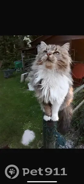 Chatte Pépite Perdue à Voulaines - photo