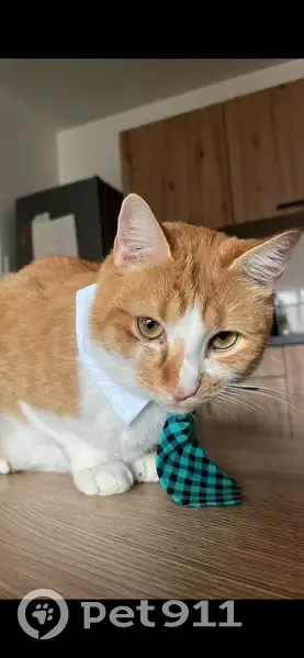 Chat roux et blanc perdu à Wissous - photo