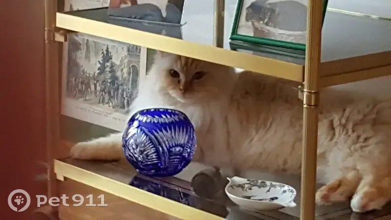 Chat perdu : croisé birman blanc, 17 ans - photo