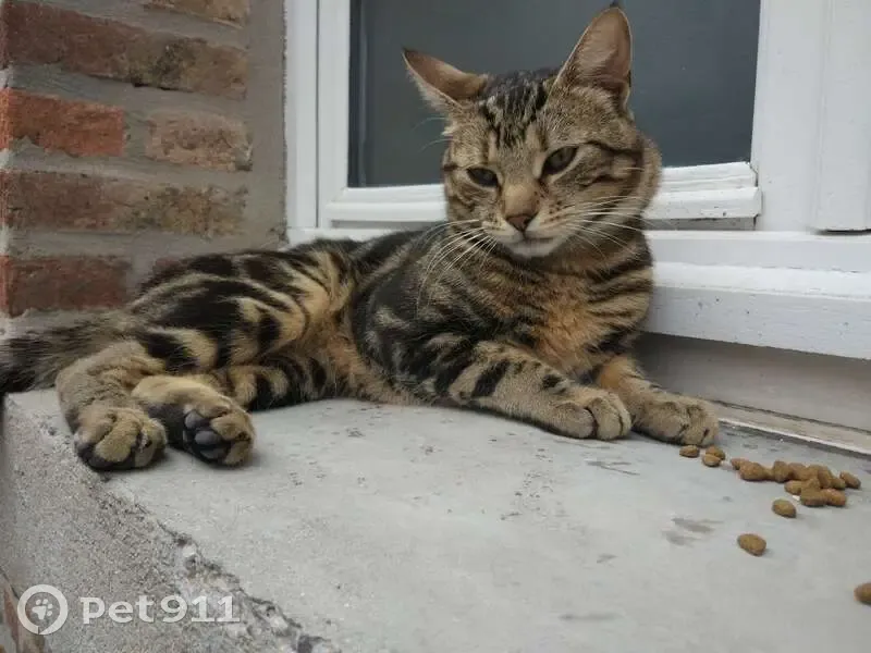 Jeune chat mâle trouvé à Amiens - photo