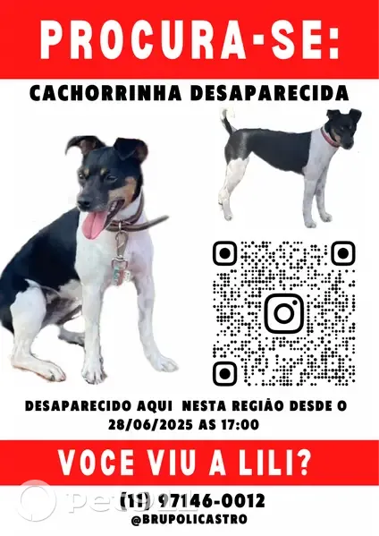 Cachorro perdido Fêmea (brl001153) - photo