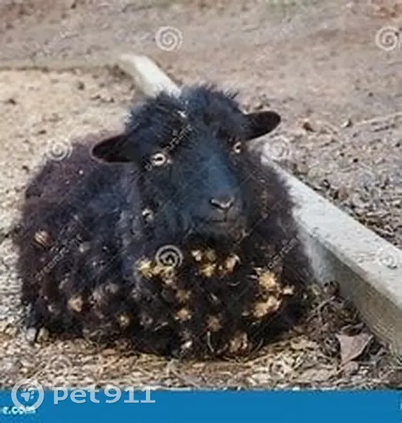 Chats perdus: Virgule noire, M&n's blanche - photo