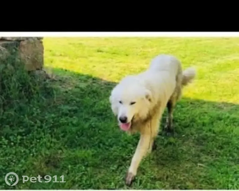 Snoopy, chien perdu à Cervières, blanc - photo
