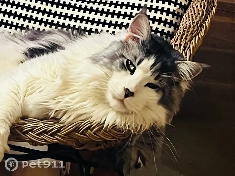 Chats disparus à Éguilles : Aidez-nous ! - photo