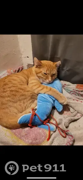 Chat roux perdu, 2 ans, Rue du Bac - photo