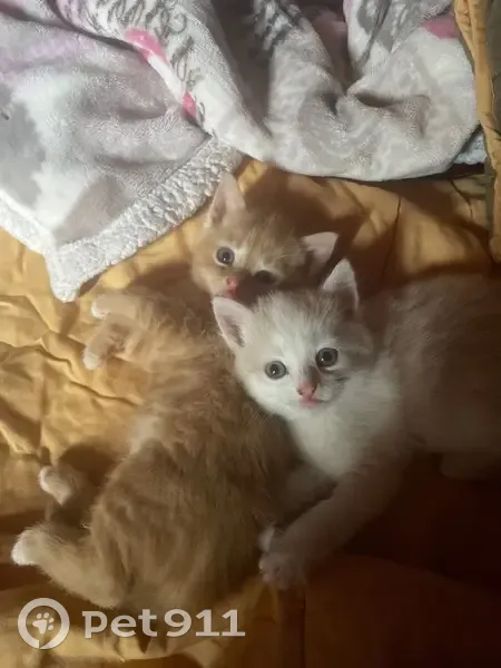 Chatons perdus: femelle rousse et mâle roux - photo