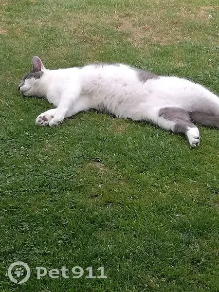 Chat perdu : Minou, blanc/gris, Caudry - photo