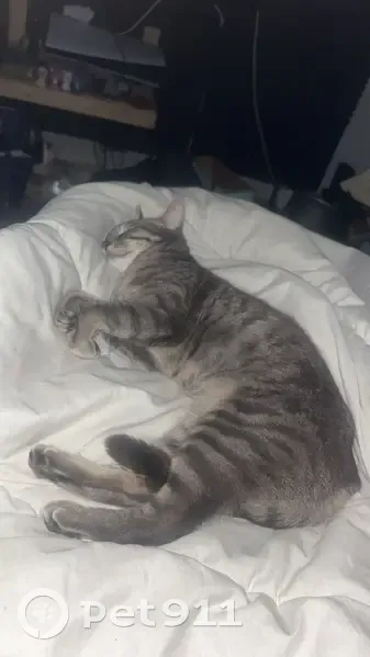 Chatte tigrée grise perdue à Vignacourt - photo