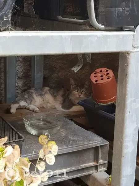 Chatte tricolore trouvée à Lyon - photo