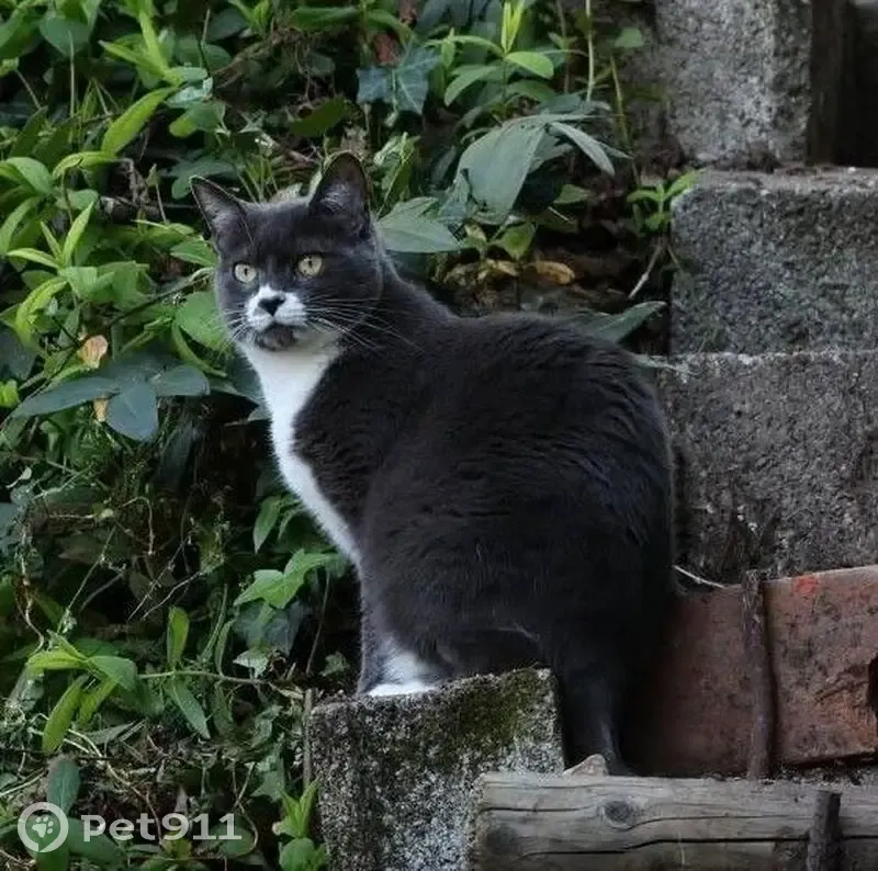Chatte grise perdue à Lyon, très craintive - photo