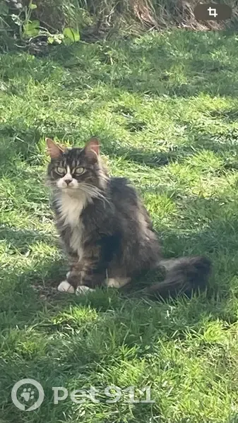 Chatte perdue, tigrée marron/blanche, Nanterre - photo
