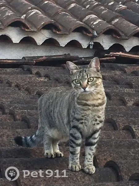 Perdu : Chatte Grigri, Grasse, lundi matin - photo