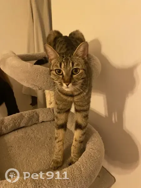Chatte perdue Swaïli, 4 ans, pucée - photo