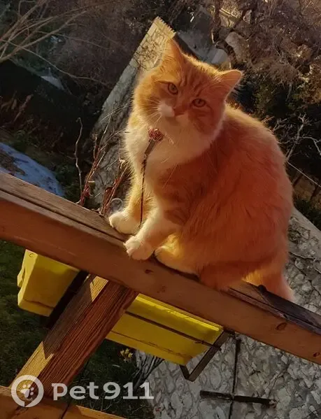 Chat perdu, angora beige-blanc, Châtellerault - photo