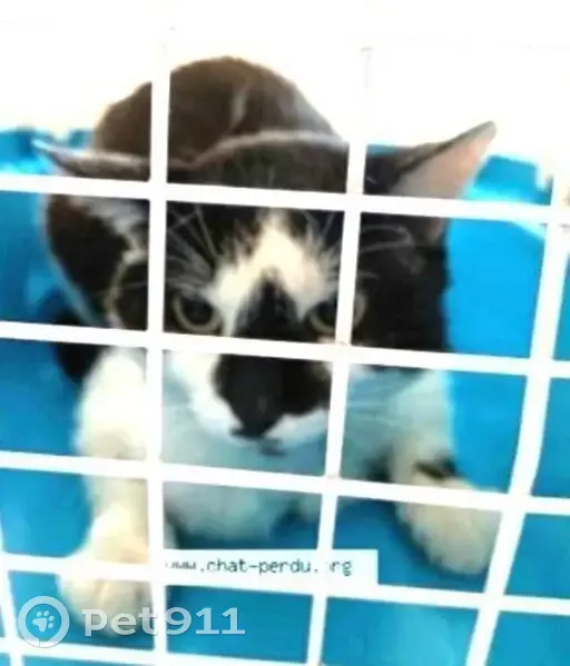 Chat égaré à St-Symphorien-d'Ozon, aidez ! - photo