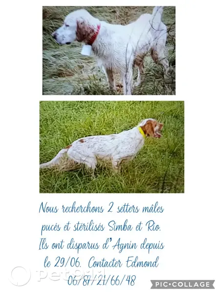 Deux setters perdus à Agnin, pucés. - photo