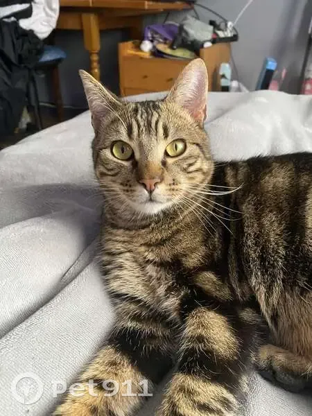 Chat perdu tigré marron à Flins-sur-Seine - photo