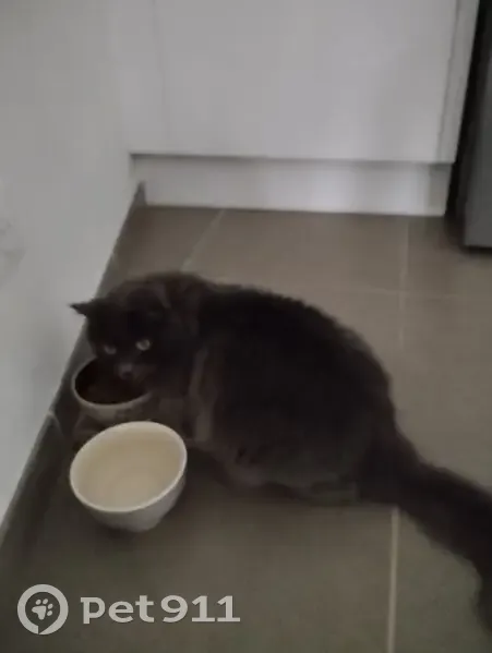 Chat perdue Titoune, 10 ans, stressée, Reynier - photo
