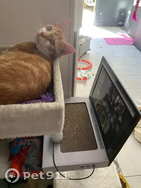 Chat européen perdu à Argenteuil - photo
