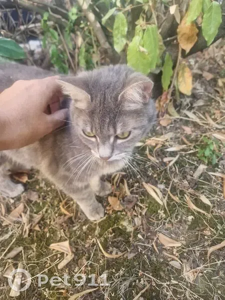 Chat gris trouvé à St Cyprien, Toulouse - photo