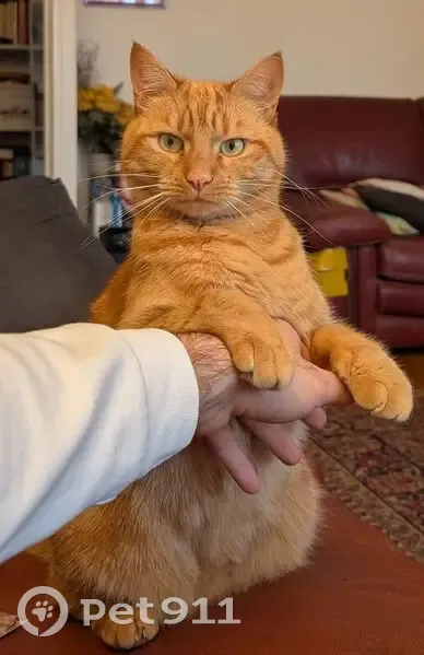 Chat européen roux perdu à Paris - photo