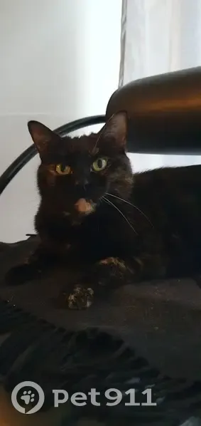 Chatte écaille perdue, tatouage HRZ696 - photo