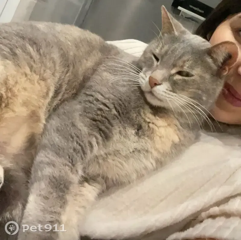 Chat grise perdue à Elne, cherche Milouuu - photo