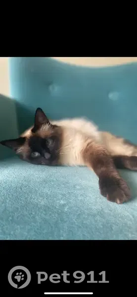 Sucette, chatte peureuse perdue à Clermont - photo