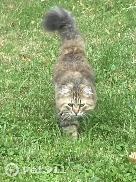 Chat gris tigré perdu à Seyssins - photo