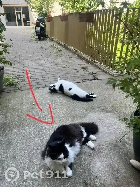 Chat perdue noir et blanc à Nantes - photo