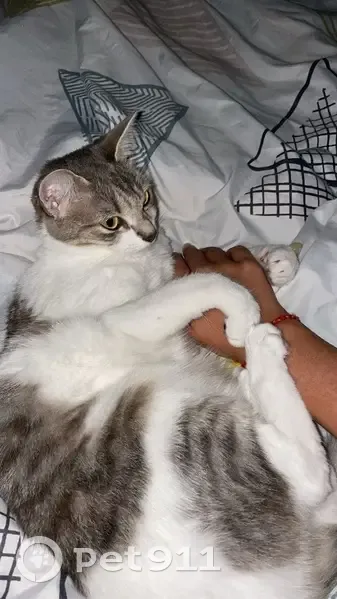 Chatte perdue, 3 ans, Avenue Henri Barbusse - photo