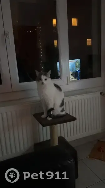 Chat perdu : Pouky, blanc et gris, sociable - photo