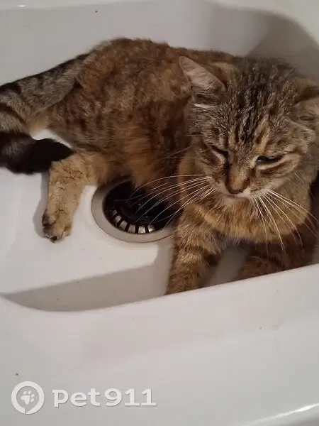 Chatte tigrée Mia perdue à Narbonne - photo