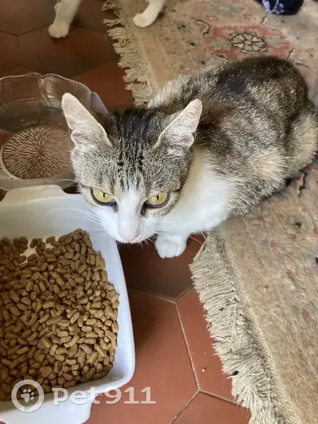 Chat trouvé à La Jandelais, Châteaubriant - photo