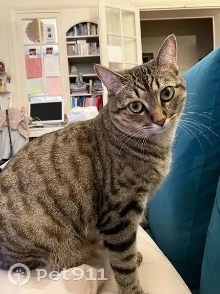 Chat européen tigré perdu à Paris 16 - photo