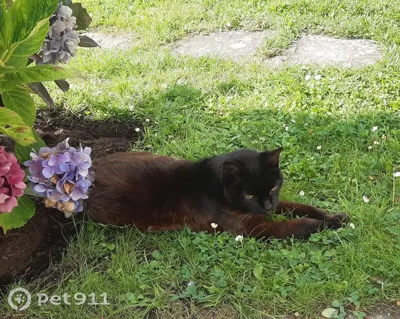 Chatte âgée perdue à Bénodet - photo