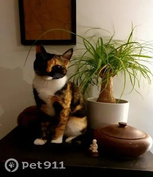 Chatte Écaille Perdue Rue Racine, Lille - photo