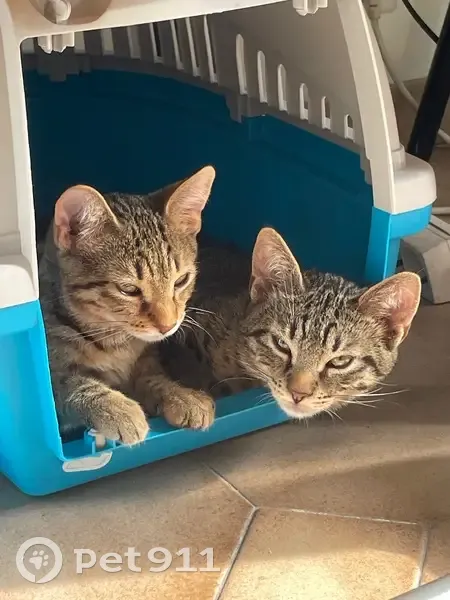 Chaton tigré perdu à Grasse - photo