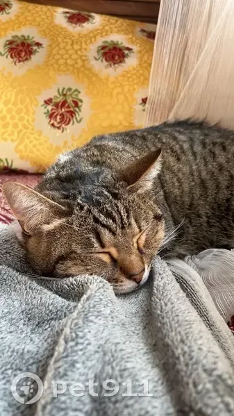 Chat perdue à Marseille, tatouée oreille gauche - photo