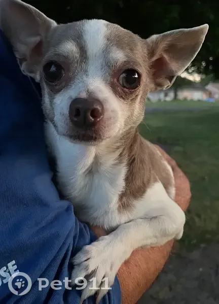 Chihuahua marron/blanc trouvé à Mourmelon - photo