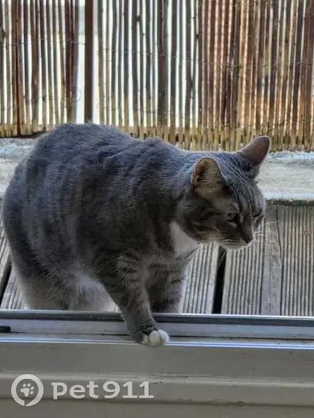 Chat perdu : Plume, tigré gris et blanc - photo